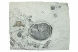 Plate Of Gastropods, Brachiopods, Etc - Waldron Shale, Indiana #252458-1